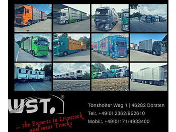 Tiertransporter LKW MAN TGX 26.480 XL Menke   3 Stock Vollalu Hubdach: das Bild 1