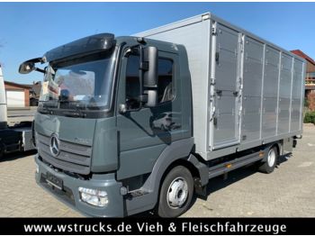 Tiertransporter LKW Für die Beförderung von Tiere Mercedes-Benz 821L" Neu" WST Edition" Menke Einstock Vollalu: das Bild 1
