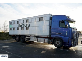 Tiertransporter LKW Volvo FH12: das Bild 1