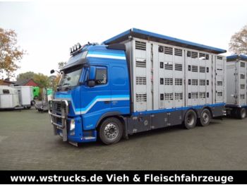 Tiertransporter LKW Volvo FH 460 Globe XL  Menke 4 Stock: das Bild 1