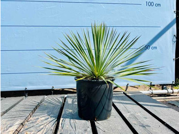 Landmaschine  Yucca rostrata 70cm