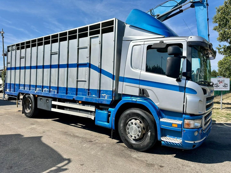 Scania P310 4x2 LIVESTOCK / VEEWAGEN / TIERTRANSPORT / BETAILLERE - ALU BOX 7m - MANUAL - A/C - BELGIAN TRUCK - Tiertransporter LKW: das Bild 1 Scania P310 4x2 LIVESTOCK / VEEWAGEN / TIERTRANSPORT / BETAILLERE - ALU BOX 7m - MANUAL - A/C - BELGIAN TRUCK - Tiertransporter LKW: das Bild 1
